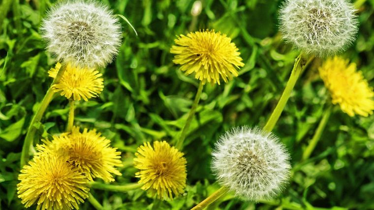 たんぽぽと綿毛の花言葉